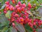Preview: Euonymus europaeus mit roten Früchten und beginnender Herbstfärbung