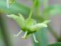 Preview: Die unscheinbare grünliche Blüte des Pfaffenhütchens