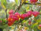 Preview: Orangerote Früchte von Euonymus europaeus