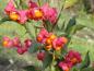 Preview: Herbstlicher roter Fruchtschmuck bei Euonymus europaeus