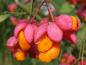 Preview: Euonymus europaeus, Frucht mit orangen Samen