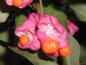 Preview: Euonymus europaeus - rote Früchte mit orangen Samen