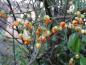 Preview: Euonymus fortunei Darts Blanket bildet zierende Früchte.