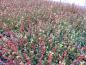Preview: Euonymus fortunei Darts Blanket in rot-bunter Herbstfärbung