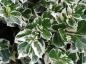 Preview: Weißbunte Kletterspindel - weißgrüne Blätter