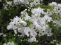 Preview: Weiße Blüte der Exochorda racemosa