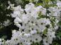 Preview: Weiße Blütenpracht - Exochorda racemosa