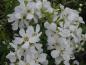 Preview: Zahlreiche weiße Blüten im Mai: die Prunkspiere
