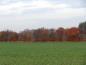 Preview: Rotbuchen als Knickbepflanzung in Schleswig-Holstein, aufgenommen Mitte November