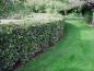 Preview: Geschnittene Hecke von Fagus sylvatica