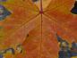 Preview: Acer platanoides Princeton Gold im gelbroten Herbstlaub