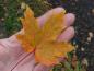 Preview: Bunte Herbstfärbung bei Acer platanoides Princeton Gold