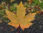 Preview: Acer platanoides Princeton Gold - buntes Herbstlaub