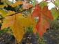 Preview: Acer platanoides Princeton Gold im Herbstkleid