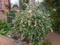 Preview: Abelia grandiflora