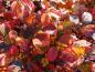 Preview: Schöne Herbstfärbung beim Federbuschstrauch (Fothergilla major)