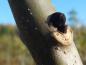 Preview: Markante Winterknospe von Fraxinus excelsior