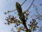 Preview: Blüte und Blattknospe von Fraxinus excelsior