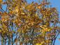 Preview: Schönes Herbstlaub bei Fraxinus ornus Meczek, der Kugel-Blumenesche