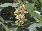 Preview: Bergahorn, Acer pseudoplatanus - rot-grüne Früchte ('Nasen') im Herbst