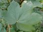 Preview: Bergahorn, Acer pseudoplatanus Dunkelgrüne Blätter