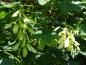 Preview: Spaltfrüchte bei Acer pseudoplatanus