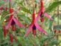 Preview: Fuchsia Gracilis
