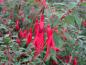 Preview: Fuchsia Gracilis ist auch unter Fuchsia Riccartonii bekannt