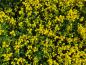 Preview: Gelbe Blüten von Genista lydia