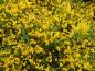 Preview: Gelbe Blütenpracht des Balkanginsters