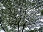 Preview: Das lichte Kronendach vom Geweihbaum