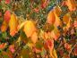 Preview: Herbstfärbung der Hamamelis Arnold Promise