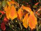 Preview: Leuchtende Farben im Herbst - die Zaubernuss Arnold Promise