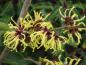 Preview: Hamamelis Arnold Promise