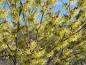 Preview: Die Hamamelis Arnold Promise zeigt ihre Blüte lange