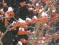 Preview: Blütenpracht der Hamamalis Feuerzauber