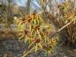 Preview: Lange gelbe Blütenblätter - die Zaubernuss Westerstede.