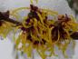 Preview: Gelbe Blüte von Zaubernuss Westerstede mit Schnee