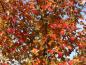 Preview: Acer rubrum mit gelbem und rotem Herbstlaub