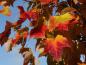 Preview: Leuchtende Farben im Herbst: der Rotahorn in Gelb und Rot