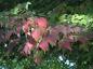 Preview: Die roten Blätter des Rotahorn (Acer rubrum) im Herbst