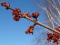 Preview: Rote Blüten des Rotahorns im Winter (Acer rubrum)
