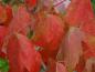 Preview: Schönes rotes Herbstlaub des Rotahorns