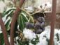 Preview: Dunkelblaue Efeu-Früchte im Schnee