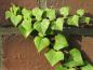 Preview: Junge Efeu-Triebe begrünen eine Mauer
