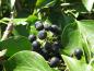 Preview: Strauchefeu - schwarze Früchte