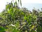 Preview: Reicher Beerenbesatz beim Strauchefeu