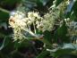 Preview: Hedera helix Arborescens, Ziel vieler Insekten