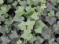 Preview: Hedera helix Hibernica