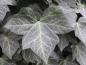 Preview: Immergrüne, dunkle Blätter des Großblättrigen Efeus Remscheid